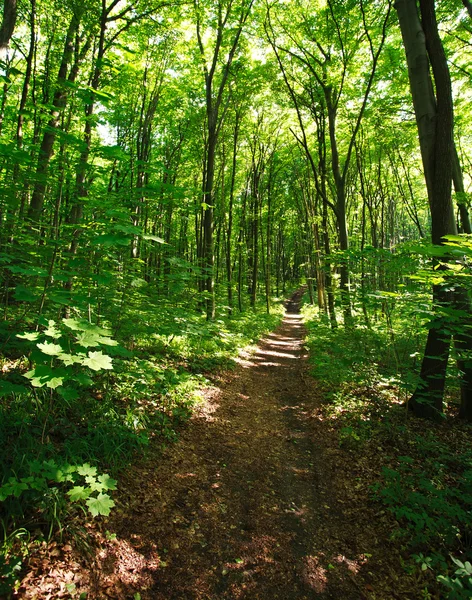 Wanderweg in einem grünen Wald im Sonnenlicht — Stockfoto