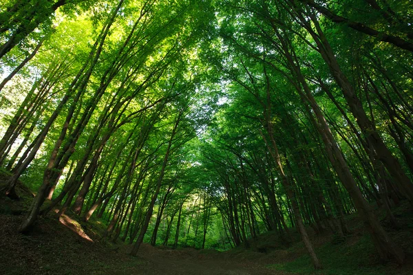 Mystischer sommergrüner Wald im Gegenlicht der Sonne — Stockfoto