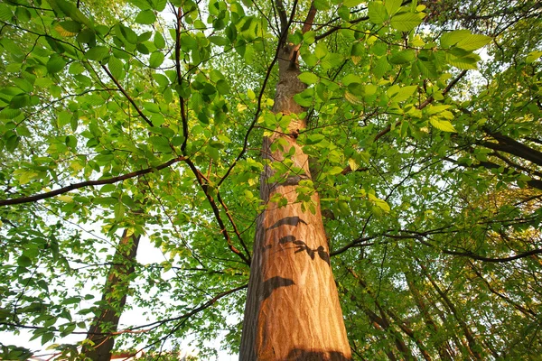 夕焼けの光の中の緑の落葉性森林の木の幹 — ストック写真