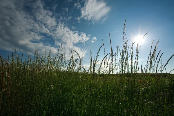Campo de grama verde em um fundo de céu azul e nuvem branca — Fotografia de Stock