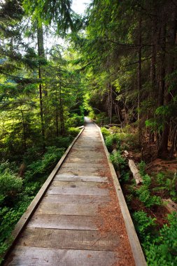 Bir güzel çam ormanı içinde ahşap yürüme yolu