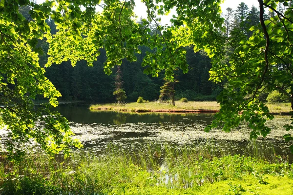 Vista a través de las ramas verdes del bosque en la isla del lago —  Fotos de Stock