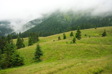 Manzara dağ orman yağmurlu gün sis sis kaplı