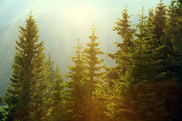 Światło słoneczne w Las świerkowy we mgle na tle gór — Zdjęcie stockowe