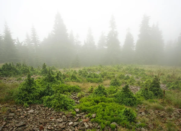 Пейзаж горных лесов в дождливый день, покрытый туманом — стоковое фото
