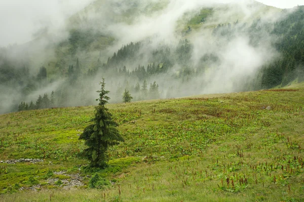 Landschap bergbos op een regenachtige dag bedekt in een waas — Stockfoto