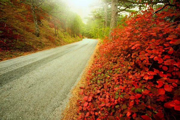 Camino de asfalto en el bosque de otoño, a la luz del cálido sol —  Fotos de Stock