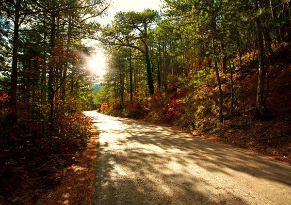 Дорога в осеннем лесу в свете заходящего солнца — стоковое фото