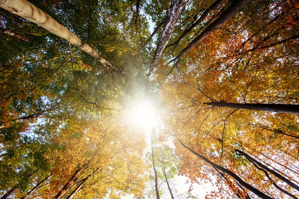 Bosque de otoño, troncos y corona amarillenta en los rayos del sol —  Fotos de Stock