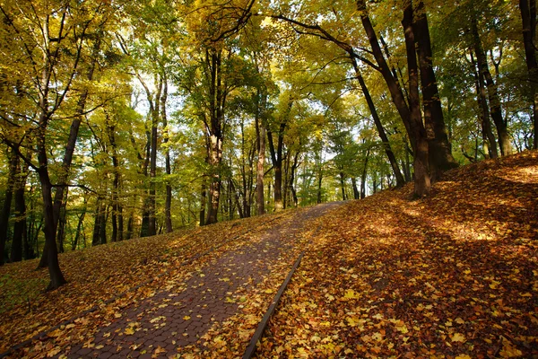 Fußweg im herbstlichen Stadtpark mit gelbem Laub übersät — Stockfoto