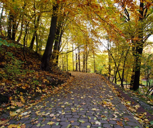 Sendero en el parque de otoño con hojas amarillas caídas —  Fotos de Stock