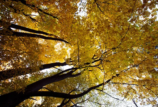 Bosque otoñal, troncos y corona amarillenta —  Fotos de Stock