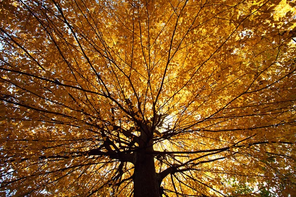 Forêt d'automne, troncs et feuilles jaunies — Photo