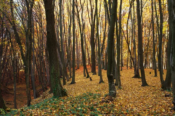 Forêt d'automne couverte de feuilles jaunes tombées — Photo