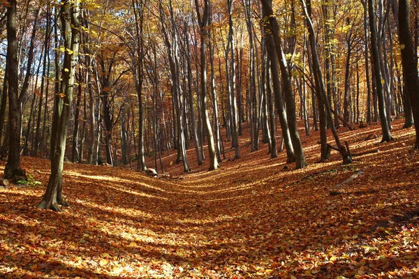 Осенний лес, покрытый опавшими желтыми листьями на солнце — стоковое фото