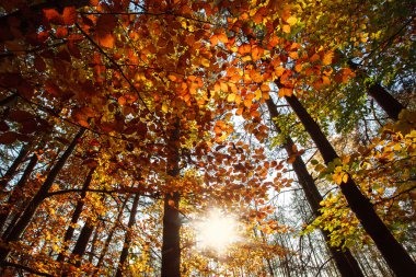 Sunrise renkli sonbahar ormandaki ağaçların arasında