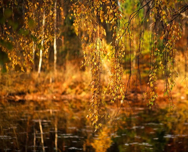Tle przyrody, pięknych jesiennych liści na Las Jezioro — Zdjęcie stockowe
