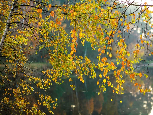Tle przyrody, pięknych jesiennych liści na Las Jezioro — Zdjęcie stockowe
