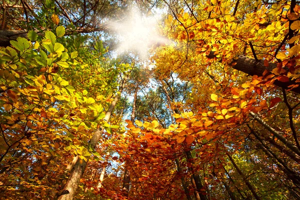 Salida del sol en el colorido bosque otoñal entre los árboles —  Fotos de Stock