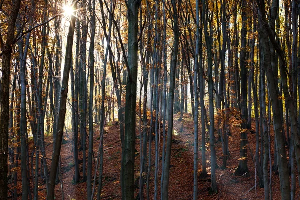 Mystic forest w świetle słońca rano — Zdjęcie stockowe