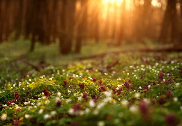 Floración bosque verde al atardecer, primavera naturaleza fondo — Foto de Stock
