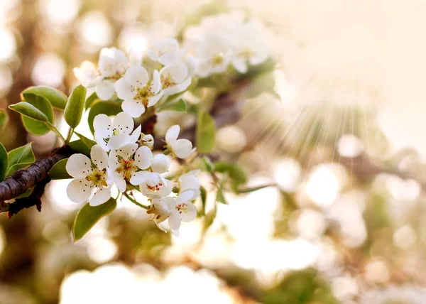 Closeup spring blooming tree in sunlight — Stock Photo, Image