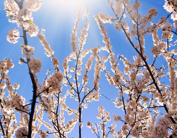Bahar, arka plan mavi gökyüzü üzerinde ağaçlar çiçekli — Stok fotoğraf