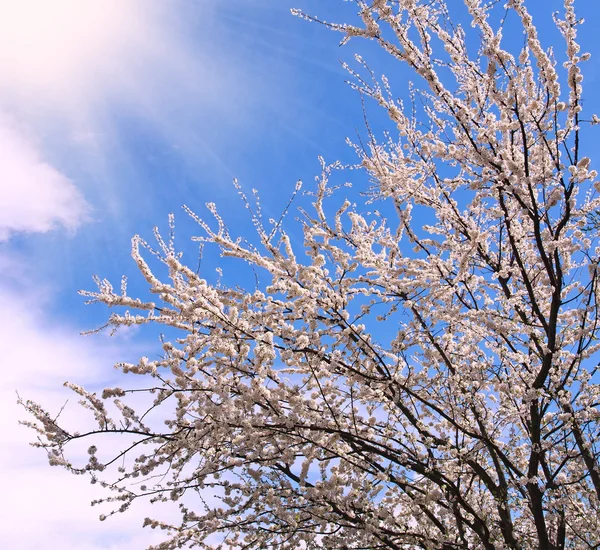 Blühende Bäume im Frühling, im Hintergrund der blaue Himmel — Stockfoto