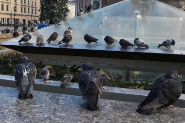 Güvercinler, Şehirdeki Vahşi Kuşlar ...