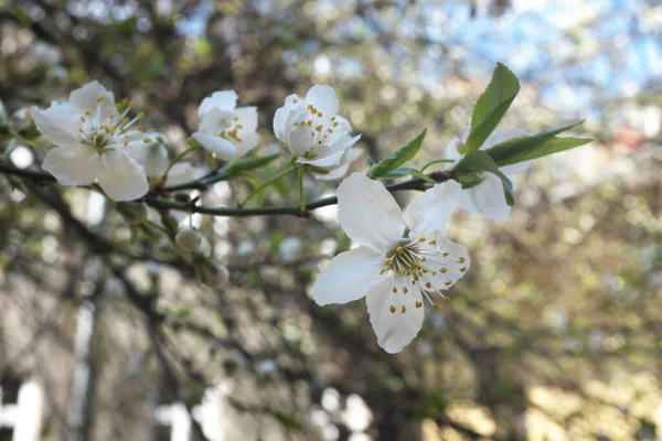 Pirabelle Blommor Vit Blomma Bladen Ett Träd — Stockfoto