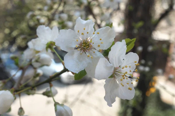 Květiny Švestkovém Stromě — Stock fotografie