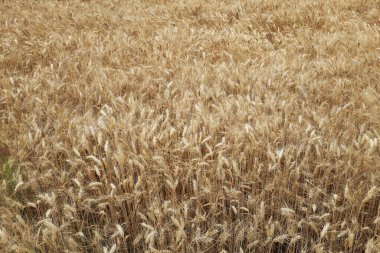 Yakın plan, güneşli bir günde altın tahıllar, arka plan ...