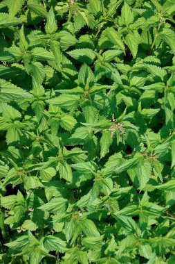 Bahçede yeşil yapraklar, arka plan ...