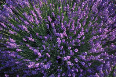 Lavanta çiçekleri, üst görünüm, arkaplan ...