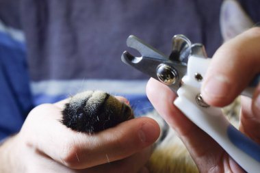Evcil bir kedinin pençelerini kesen bir adamın ellerinin yakın çekimi. Hayvan bakımı..