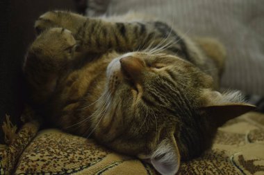 Şirin, uykucu ev kedisi. Tatlı rüyalar kanepede pofuduk kedi.