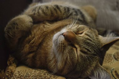 Şirin, uykucu ev kedisi. Kanepedeki tüylü kedi. Şirin tüylü kırma kedi..