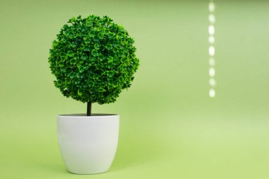 Beyaz tencerede küçük yeşil top şeklinde bir ağaç. Sembol doğa, sağlık ve tazelik.