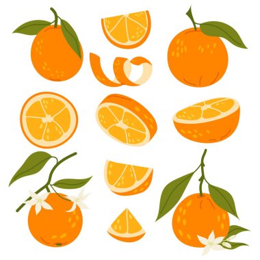 Düz vektör tarzında olgun turunçgil meyvesi koleksiyonu. Yapraklı, dilimli ve dallı taze portakal. Doğal sağlıklı yiyecekler.