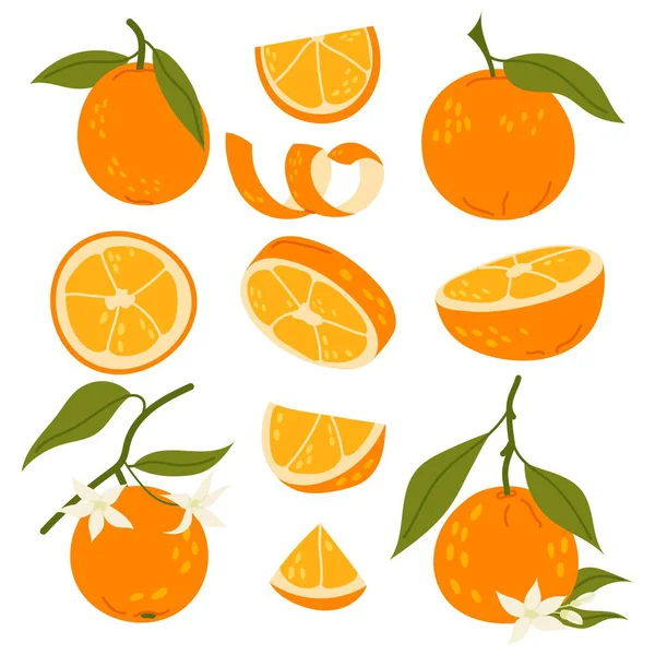 Düz vektör tarzında olgun turunçgil meyvesi koleksiyonu. Yapraklı, dilimli ve dallı taze portakal. Doğal sağlıklı yiyecekler.
