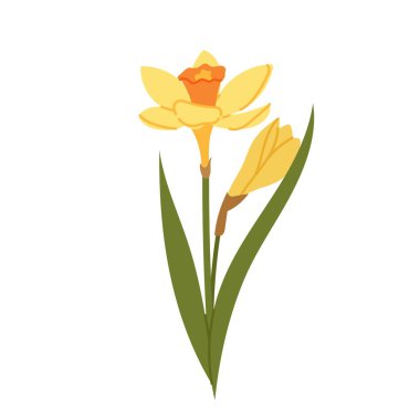 Yeşil yapraklı ve tomurcuklu sarı nergis çiçeği düz vektör tarzında. Kutlama kartları, davetiyeler, posterler ve mevsimlik tasarım için bahar çiçekleri çizimi