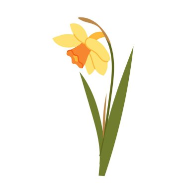 Düz tarzda zarif sarı nergis. Düğün davetiyeleri, romantik kartlar ve zarif dekorasyonlar için bahar çiçekleri..