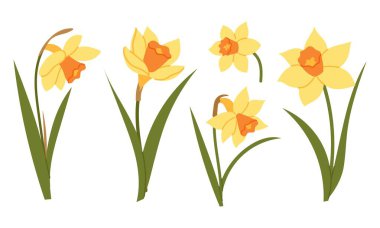 Nergis çiçeklerini farklı yerlere koy. Bahar çiçekleri beyaz arka planda izole edilmiş. Sezonluk tasarım için botanik elementler, tebrik kartı, ambalaj veya poster.