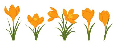 Sarı çiçekleri farklı çiçek safhalarına yerleştir. Bahar çiçeği çizimi dekorasyon ve tasarım için beyaz arkaplanda izole edilmiş.