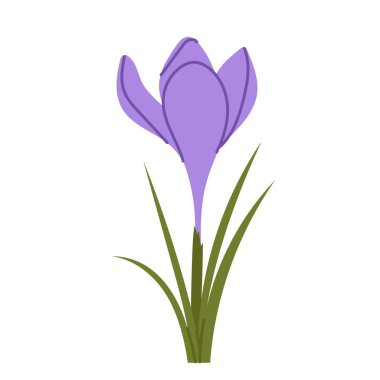 Düz yeşil yapraklı tek bir mor krokus tomurcuğu. Beyaz arka planda izole edilmiş ilkbahar çiçekleri mevsimsel tasarım ve çiçek kompozisyonları için botanik elementler.