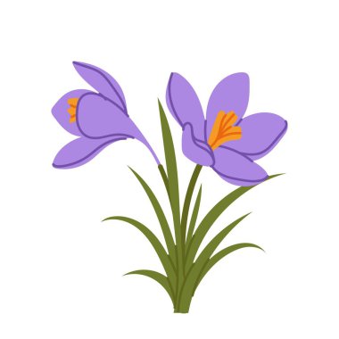 Mor renkli çiçek açan yeşil yapraklı bir resim. Bahar botanik elementleri beyaz arka planda izole edilmiş, tebrik kartları, dekorasyonlar ve doğa temalı projeler için mevsimsel çiçek tasarımı.