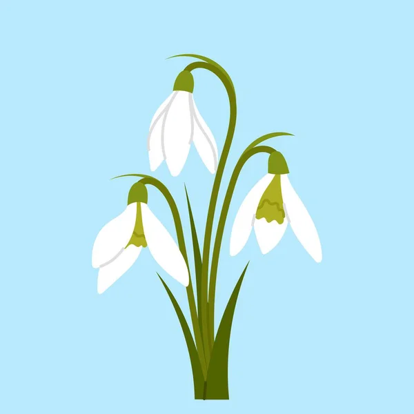 Sněženka květ Stock vektory | DepositPhotos