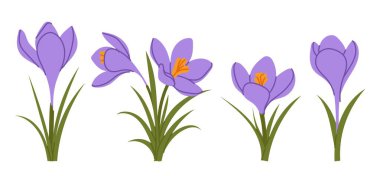 Bahar çiçekleri farklı çiçek aşamalarında. Beyaz arka planda izole edilmiş mor krokus bitkilerinin botanik çizimi.