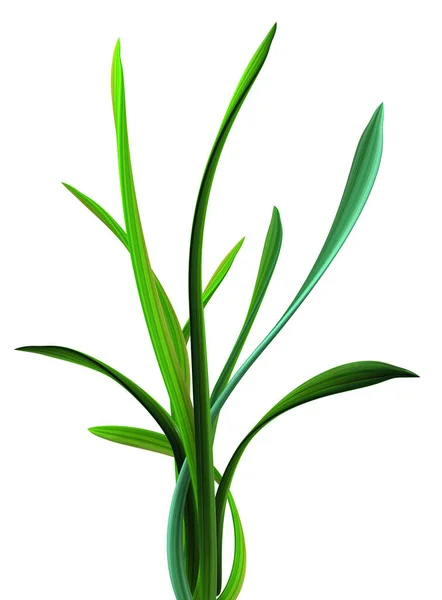 植物藤蔓绿色生长扭曲草丛 3D插图 过白色 — 图库照片