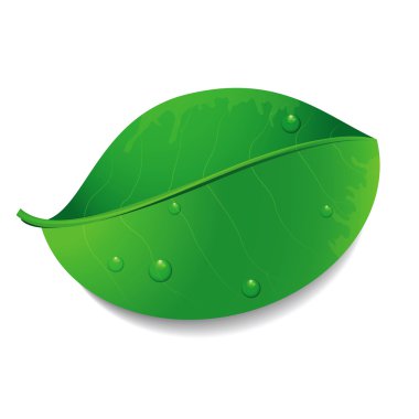 İzole vektör yeşil yaprak